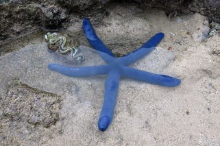 20160717 Blue starfish photo