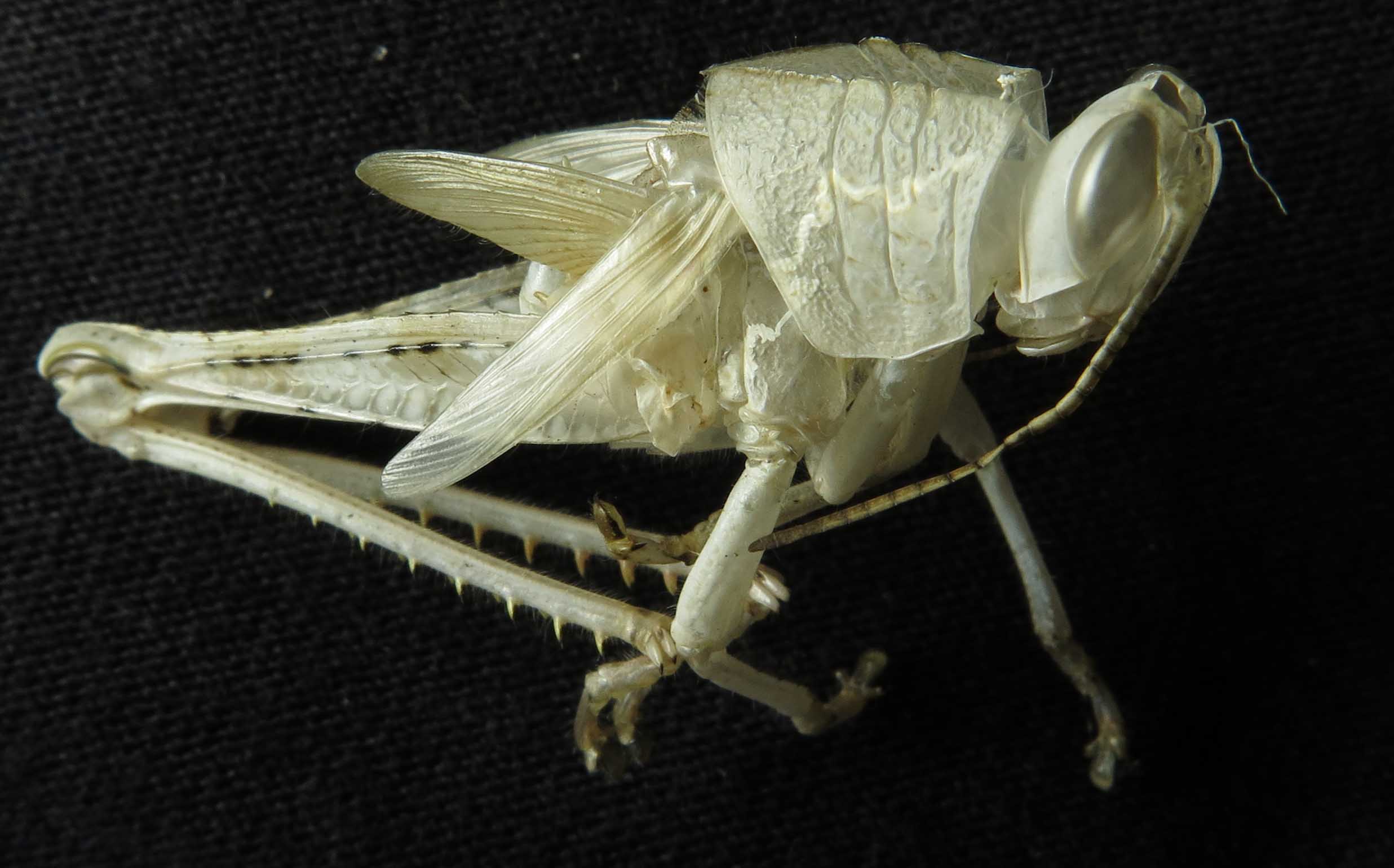 Наружный скелет насекомого. Хитиновый экзоскелет насекомого. Хитиновый Покров насекомых. Хитиновый Покров линька. Линька кузнечика.